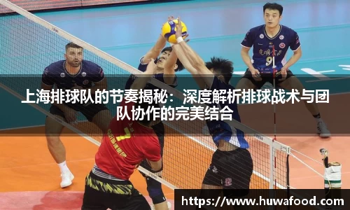 上海排球队的节奏揭秘：深度解析排球战术与团队协作的完美结合
